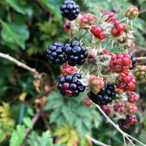 Brombeeren