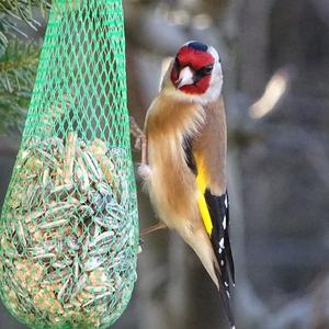 European Goldfinch