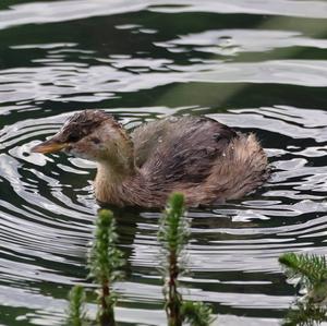 Little Grebe