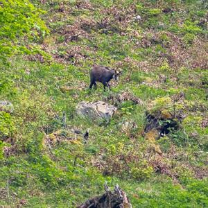 Chamois