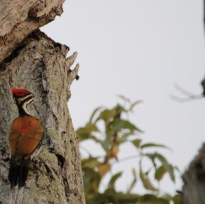 Common Flameback