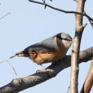 Wood Nuthatch