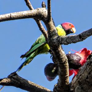 Plum-headed Parakeet