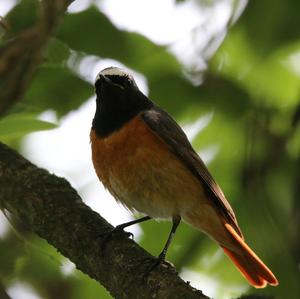 Common Redstart