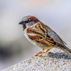 House Sparrow