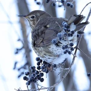 Song Thrush