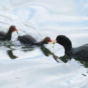 Common Coot