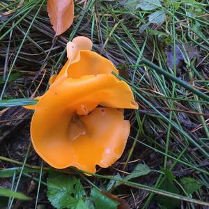 Orange Peel Fungus