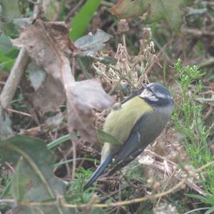 Blue Tit