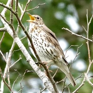 Song Thrush