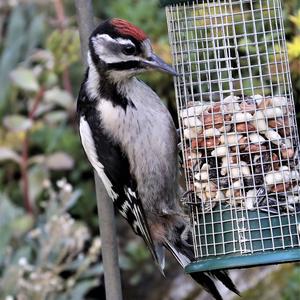 Great Spotted Woodpecker