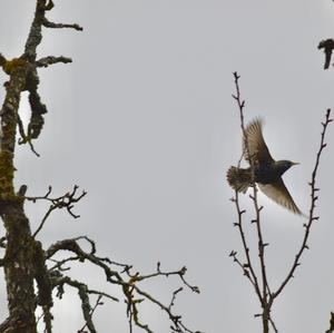 Common Starling