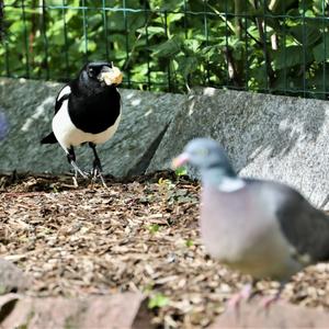 Black-billed Magpie