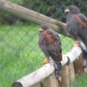 Harris's Hawk