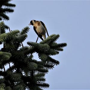 European Goldfinch