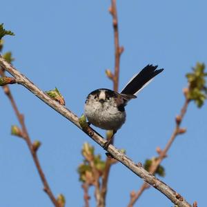 Long-tailed Tit