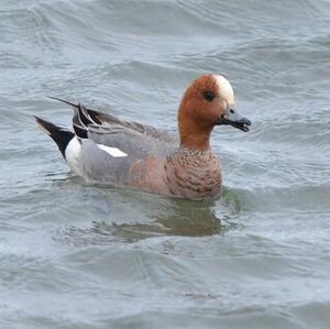 Eurasian Wigeon