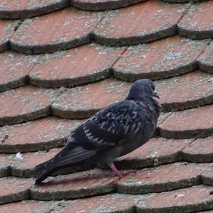 Rock Pigeon