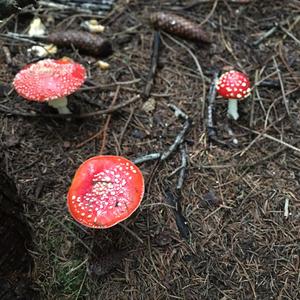 Fly Agaric