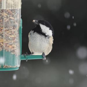 Coal Tit