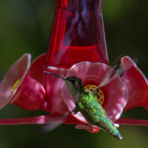 Ruby-throated Hummingbird