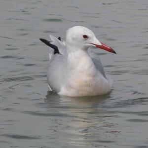 Slender-billed Gull