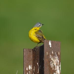 Yellow Wagtail