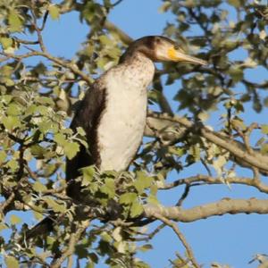 Great Cormorant