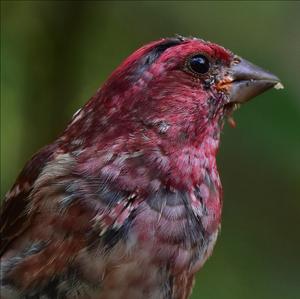 Purple Finch