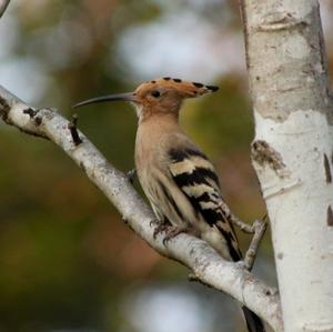 Eurasian Hoopoe