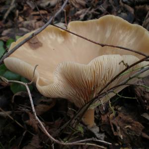 Fat-footed Clitocybe