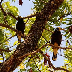 Black-hooded Oriole