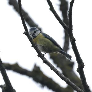 Blue Tit