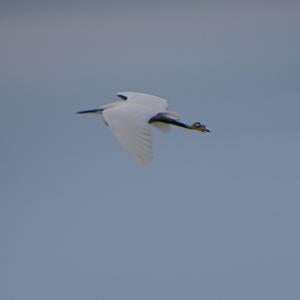 Little Egret