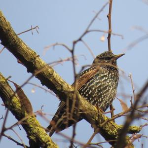 Common Starling