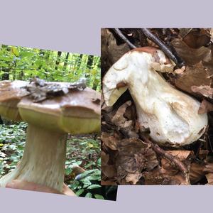 Summer Bolete