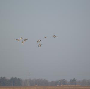 Eurasian Wigeon