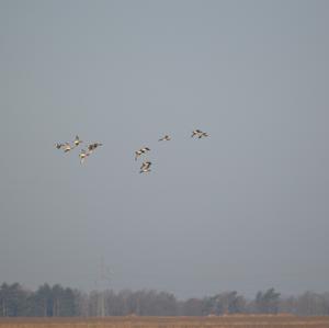 Eurasian Wigeon