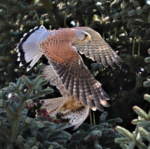 Common Kestrel