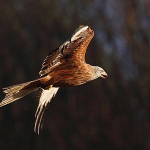 Red Kite