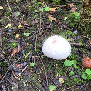 Giant Puffball