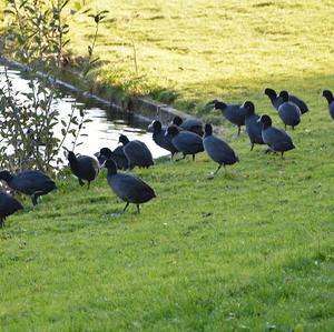 Bläßhuhn