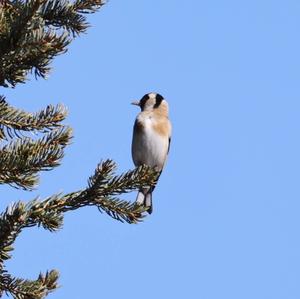 European Goldfinch