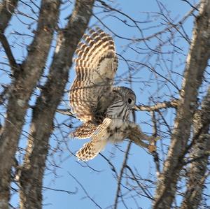 Barred Owl