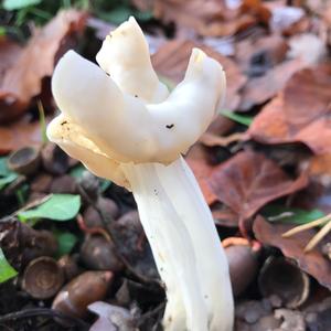 Fluted White Helvella