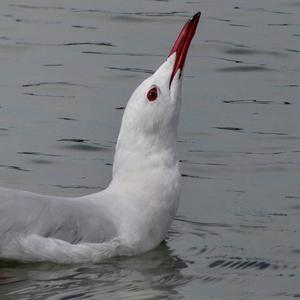 Slender-billed Gull