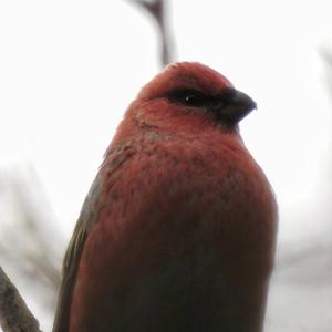 Pine Grosbeak