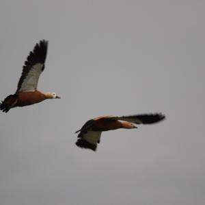 Ruddy Shelduck