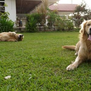 Retriever (Golden)