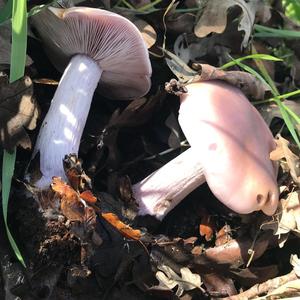 Wood Blewit